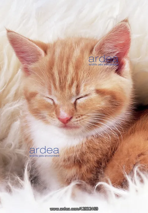: CAT - ginger kitten, asleep on rug : CAT - ginger kitten, asleep on rug