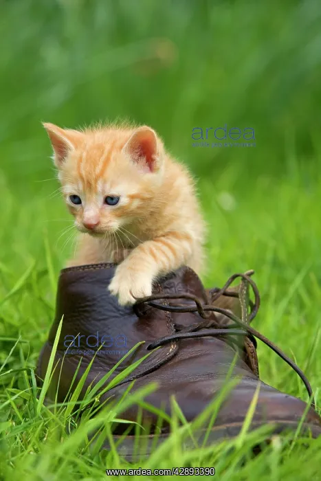  : Cat - ginger kitten in boot