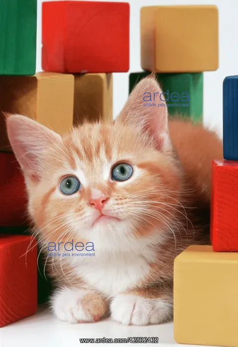 : CAT - ginger kitten amongst building blocks : CAT - ginger kitten amongst building blocks