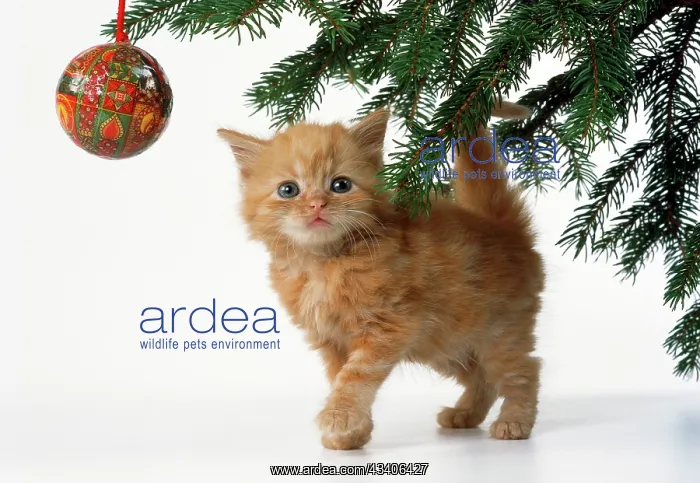 : CAT - Ginger kitten and Christmas tree bauble : CAT - Ginger kitten and Christmas tree bauble