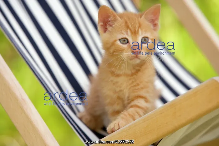 : Cat - ginger kitten on deckchair : Cat - ginger kitten on deckchair