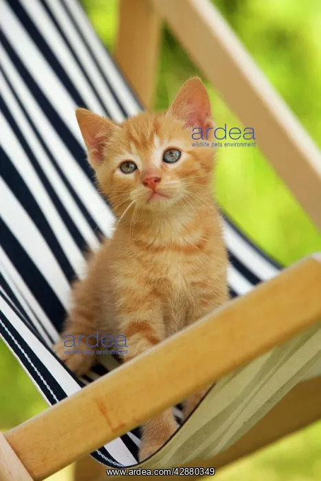 : Cat - ginger kitten on deckchair : Cat - ginger kitten on deckchair