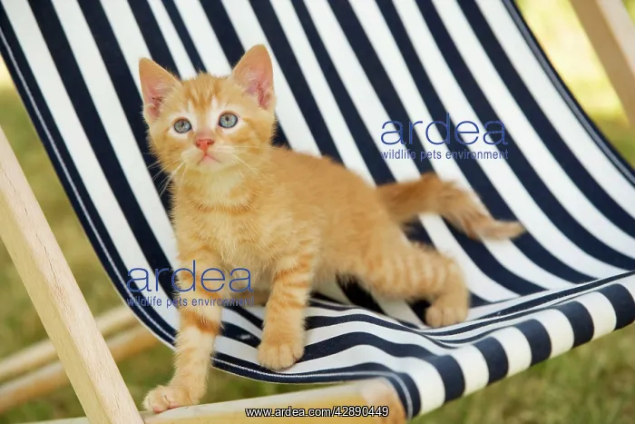 : Cat - Ginger kitten on deckchair : Cat - Ginger kitten on deckchair