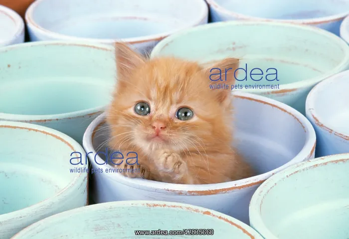 : CAT - Ginger kitten in flowerpot : CAT - Ginger kitten in flowerpot