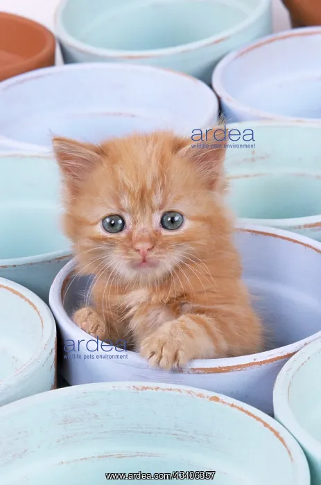  : CAT - Ginger Kitten in flowerpot