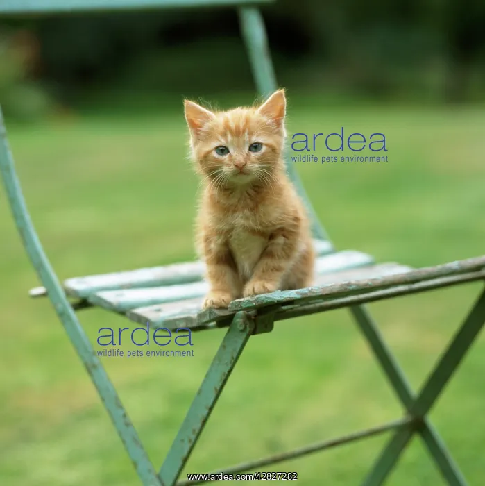  : CAT - Ginger kitten on garden chair