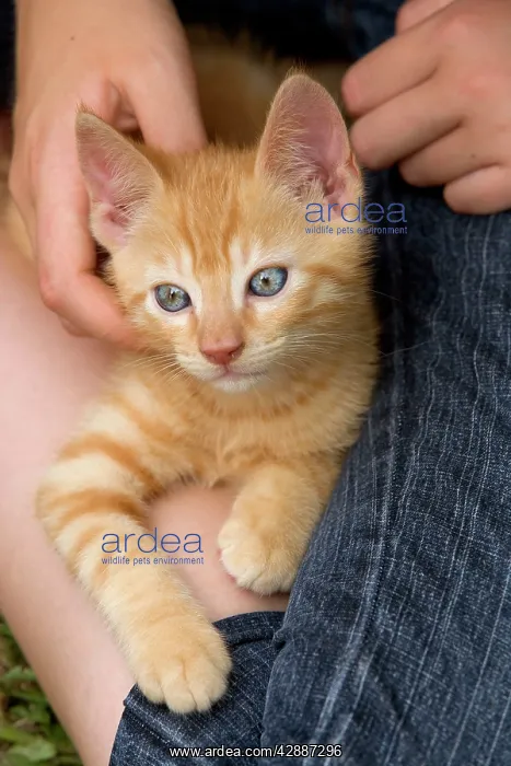  : Cat - ginger kitten with girl