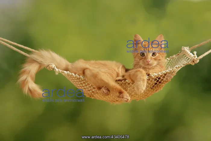  : Cat - ginger kitten in hammock
