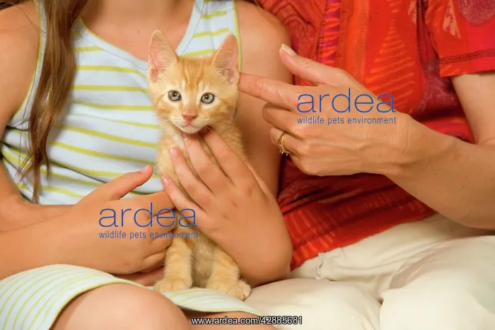  : Cat - ginger kitten being held by owners