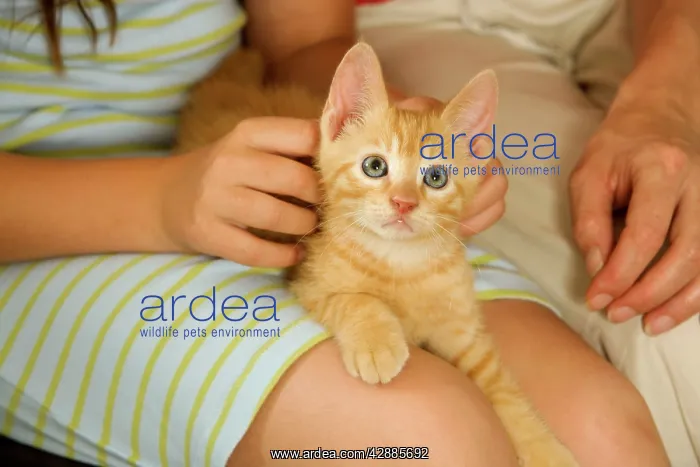  : Cat - ginger kitten being held by owners