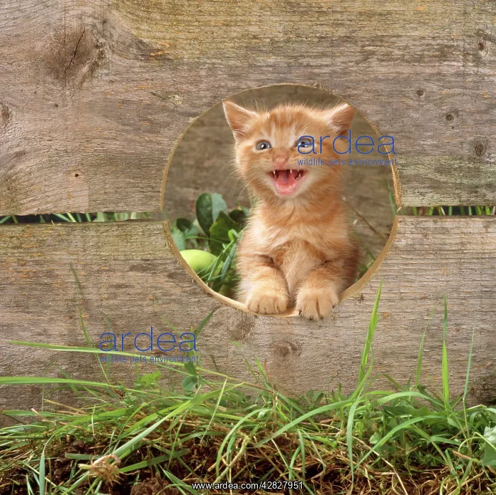 : CAT - Ginger kitten looking through hole in fence : CAT - Ginger kitten looking through hole in fence