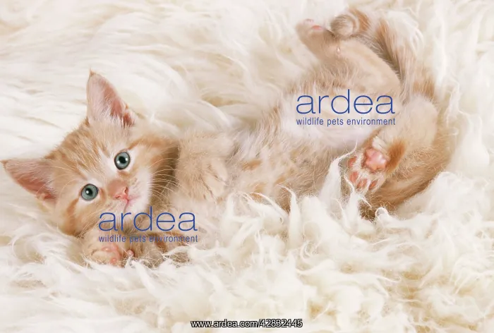 : CAT - ginger kitten, lying on back on rug : CAT - ginger kitten, lying on back on rug
