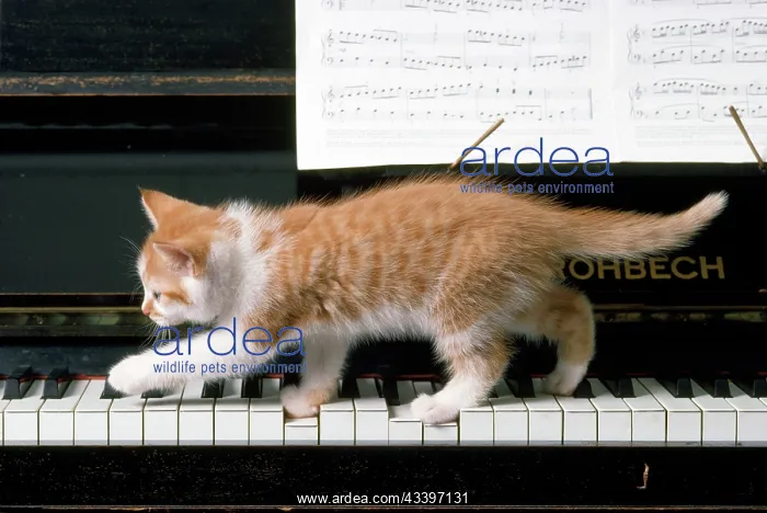 : CAT - Ginger Kitten on piano : CAT - Ginger Kitten on piano