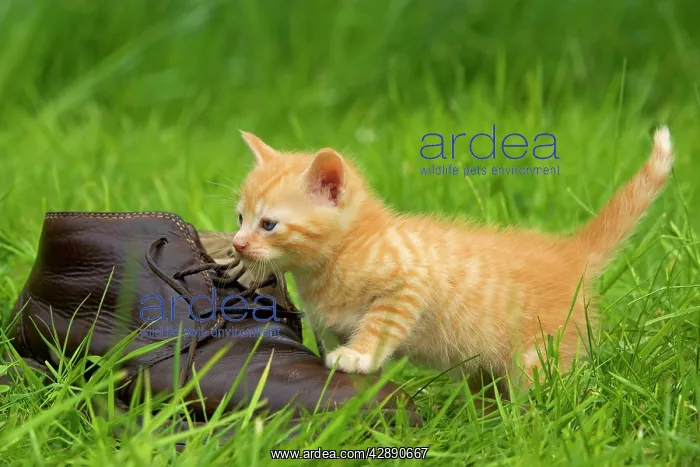 : Cat - ginger kitten playing with person's shoe : Cat - ginger kitten playing with person's shoe