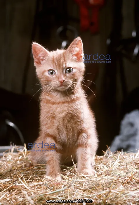  : CAT - ginger kitten in tack room