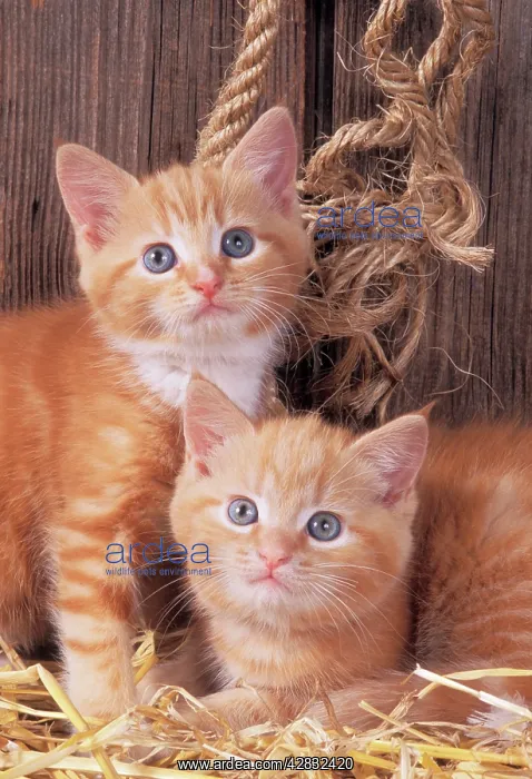 : CAT - ginger kittens, two in barn : CAT - ginger kittens, two in barn