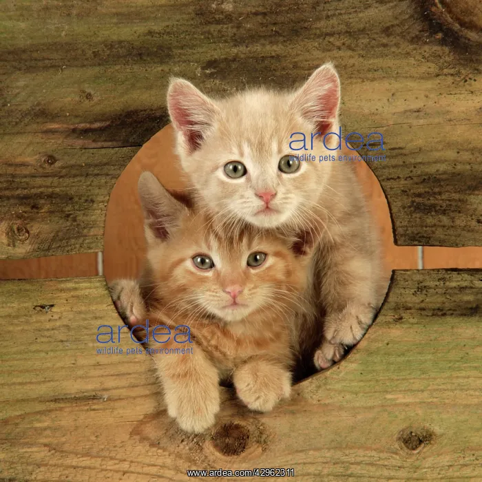  : Cat - Ginger Kittens - peeping through hole