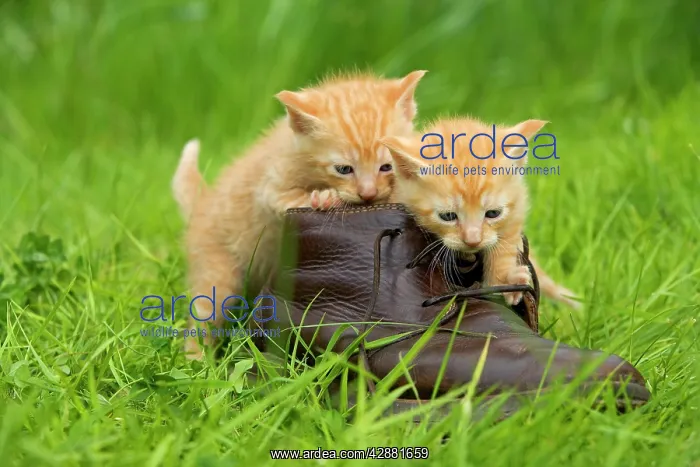 : Cat - ginger kittens playing with person's shoe : Cat - ginger kittens playing with person's shoe