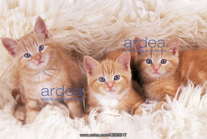 : CAT - ginger kittens, three on rug : CAT - ginger kittens, three on rug