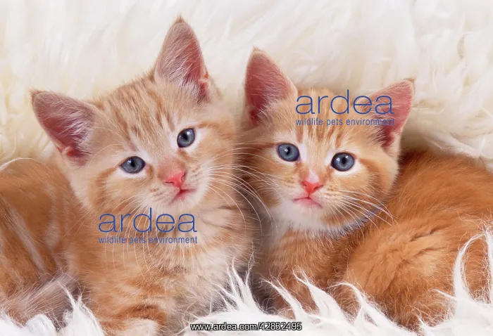 : CAT - ginger kittens, two on rug : CAT - ginger kittens, two on rug