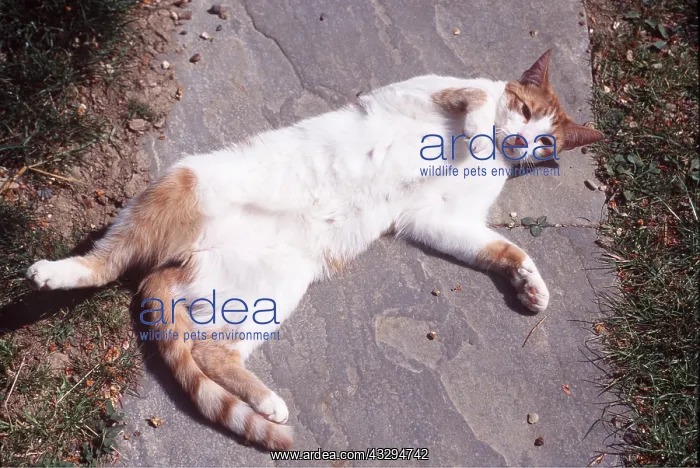 : CAT - GINGER lying in sun : CAT - GINGER lying in sun