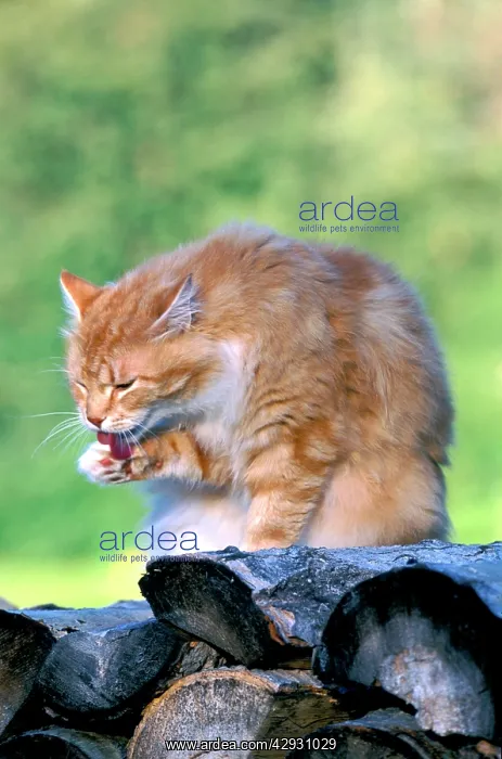 : CAT - ginger male sitting on logs : CAT - ginger male sitting on logs