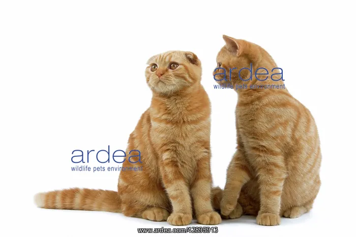 : Cat - Ginger Scottish fold & British shorthair in studio : Cat - Ginger Scottish fold & British shorthair in studio