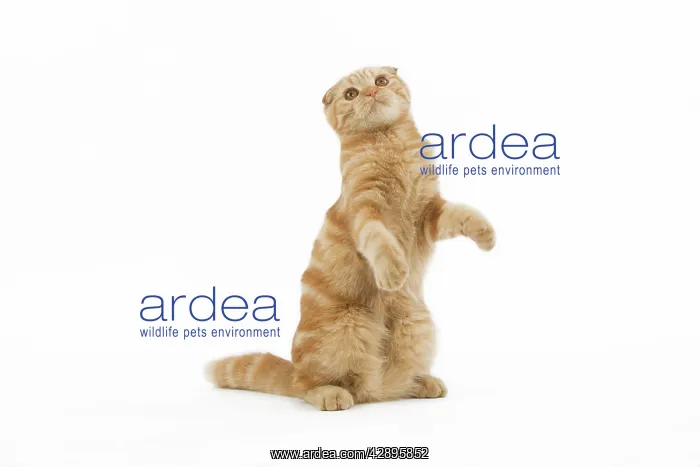 : Cat - Ginger Scottish fold on hind legs in studio : Cat - Ginger Scottish fold on hind legs in studio