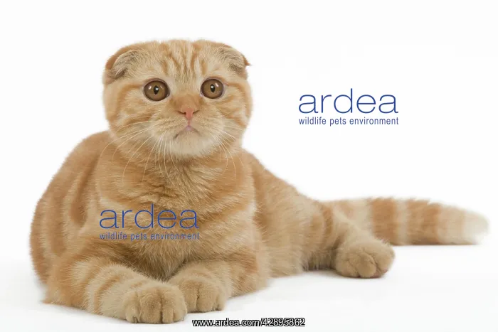  : Cat - Ginger Scottish fold in studio