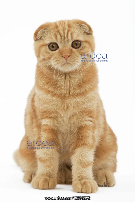  : Cat - Ginger Scottish fold in studio