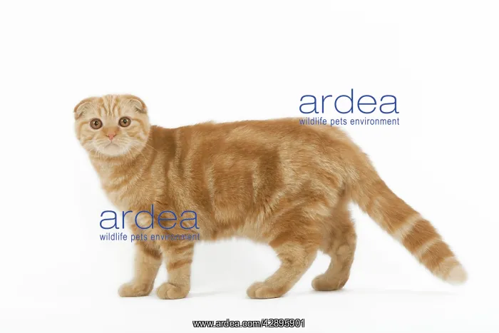  : Cat - Ginger Scottish fold in studio