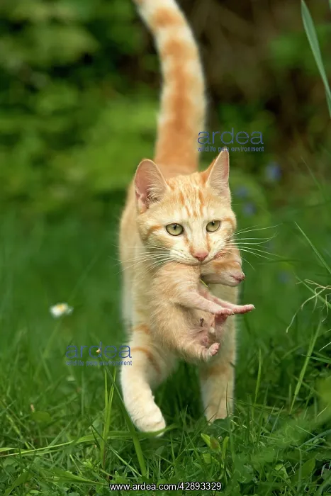  : Cat - ginger tabby carrying newborn kitten