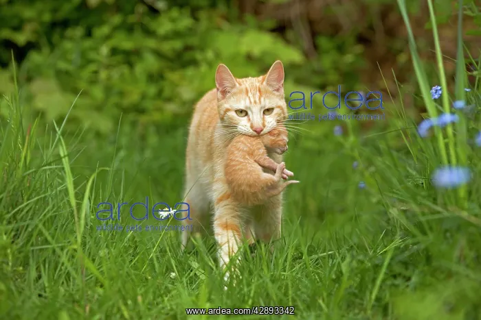  : Cat - ginger tabby carrying newborn kitten