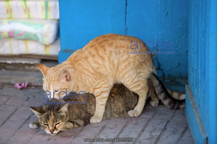 : Cat - ginger & tabby cat mating : Cat - ginger & tabby cat mating