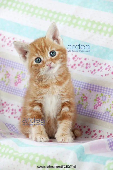 : Cat - Ginger Tabby kitten : Cat - Ginger Tabby kitten