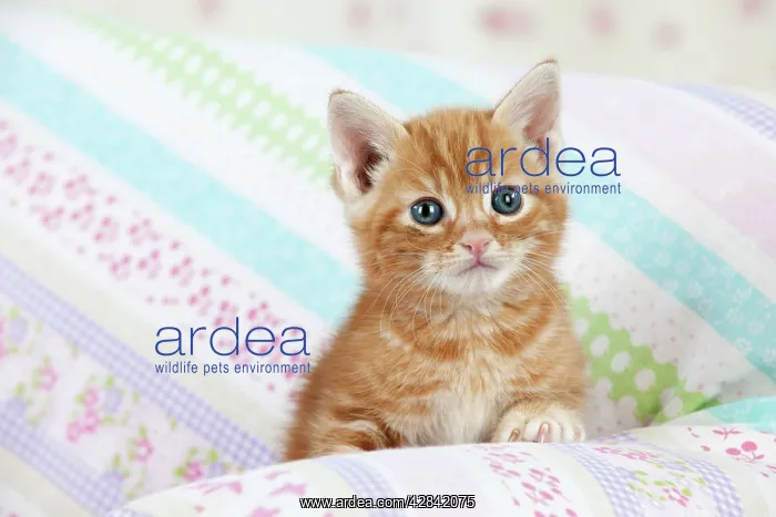 : Cat - Ginger Tabby kitten : Cat - Ginger Tabby kitten