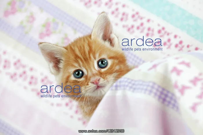 : Cat - Ginger Tabby kitten : Cat - Ginger Tabby kitten