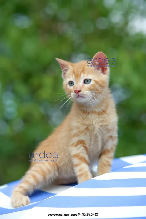  : Cat - ginger tabby kitten