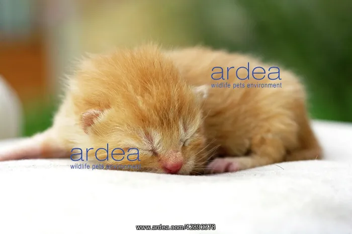 : Cat - ginger tabby kitten : Cat - ginger tabby kitten