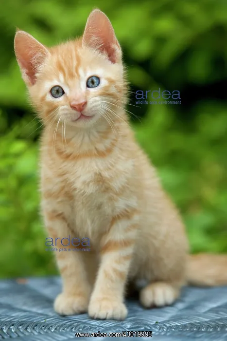 : Cat - ginger tabby kitten : Cat - ginger tabby kitten