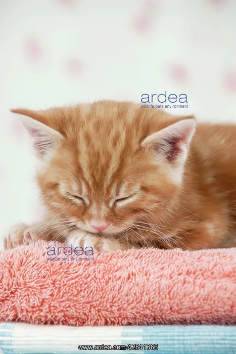 : Cat - Ginger Tabby kitten sleeping : Cat - Ginger Tabby kitten sleeping