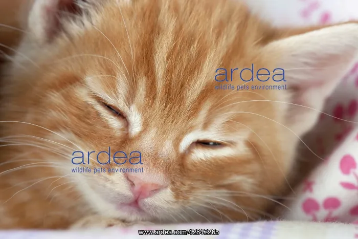 : Cat - Ginger Tabby kitten sleeping : Cat - Ginger Tabby kitten sleeping