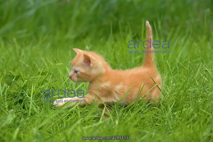 : Cat - ginger tabby kitten walking through grass : Cat - ginger tabby kitten walking through grass
