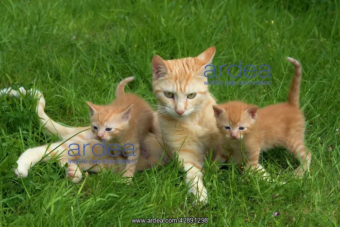  : Cat - ginger tabby with two kittens