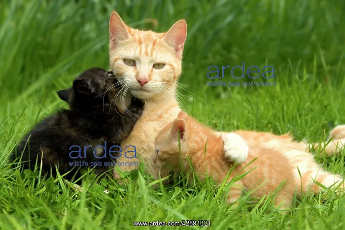  : Cat - ginger tabby with two kittens