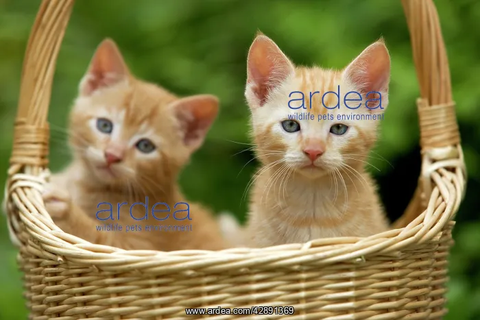  : Cat - ginger tabby kittens in basket