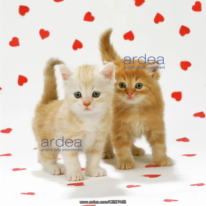 : CAT - Two ginger tabby kittens on hearts background : CAT - Two ginger tabby kittens on hearts background
