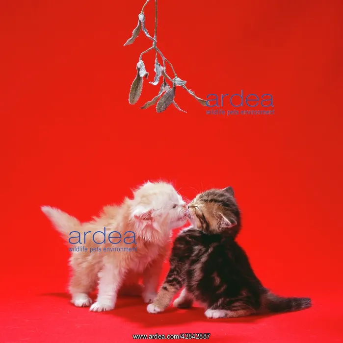 : CAT - Ginger and Tabby kittens kissing under mistletoe : CAT - Ginger and Tabby kittens kissing under mistletoe