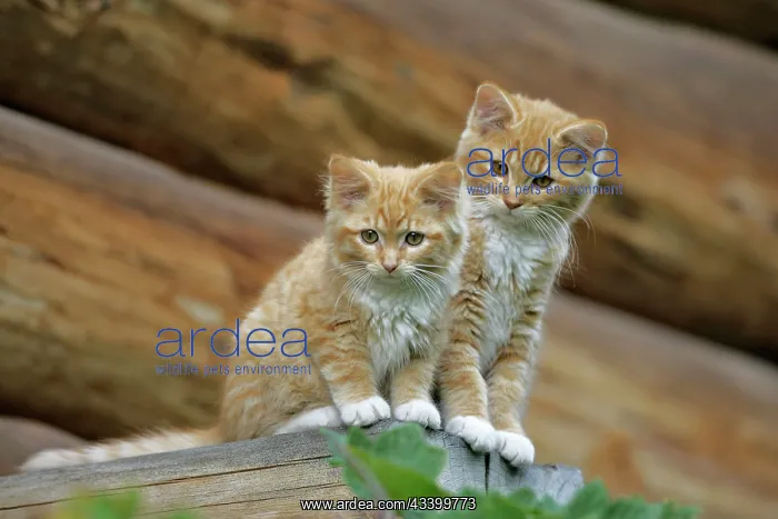 : Cat - Two ginger tabby kittens together on logs : Cat - Two ginger tabby kittens together on logs