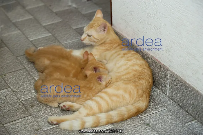  : Cat - ginger tabby with kittens suckling